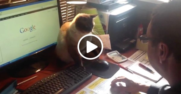Кот не отдает компьютерную мышь