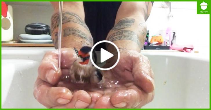 Ванная для птички своими руками