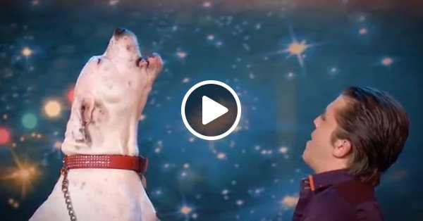 Собака, исполняющая хит Уитни Хьюстон – «I Will Always Love You»