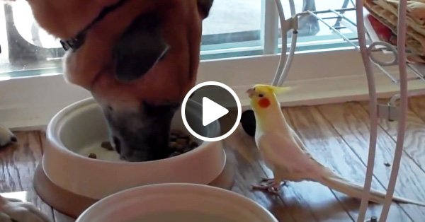 Попугай поёт псу во время завтрака
