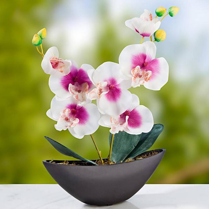 Соблюдая эти 9 правил ваши орхидеи  будут цвести круглый год!
