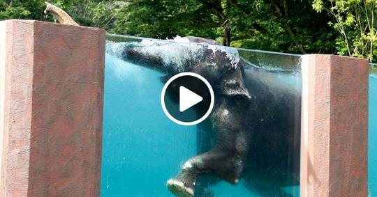В Японии построили прозрачный 65 метровый бассейн для слонов