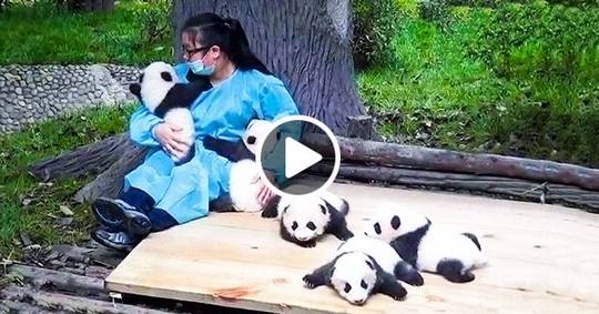 Лучшая в мире работа — обнимальщик маленьких панд