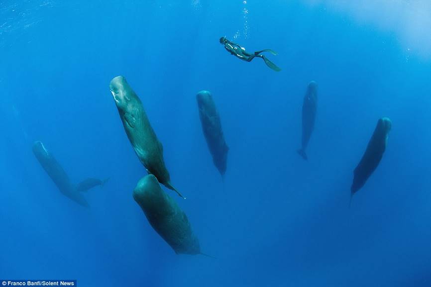 Редкие фото китов, спящих вертикально, стали настоящей интернет сенсацией. Взгляните сами!
