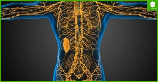 Как устроена лимфатическая система человека