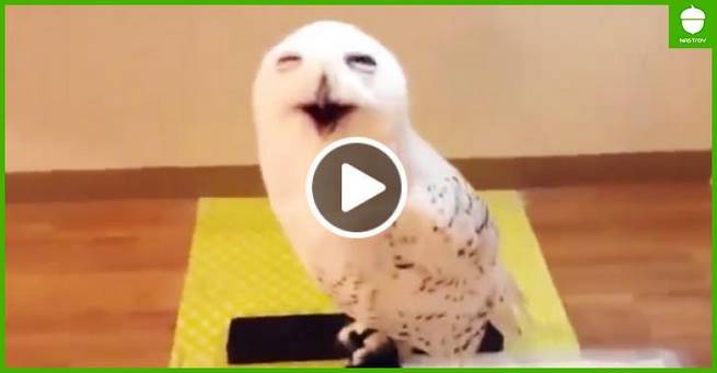 15 секунд смеха совы – и хорошее настроение начинает зашкаливать