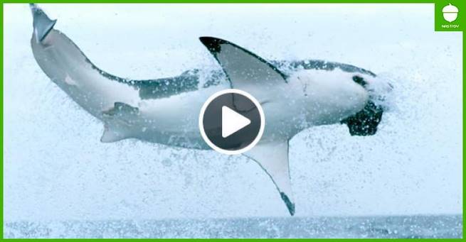 11 восхитительных сцен в замедленной съемке из жизни океана от BBC...
