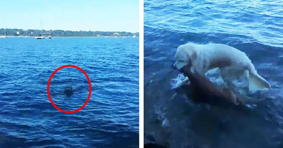 Этот пес, рискуя жизнью, бросился в воду, и вот что он вытащил на берег