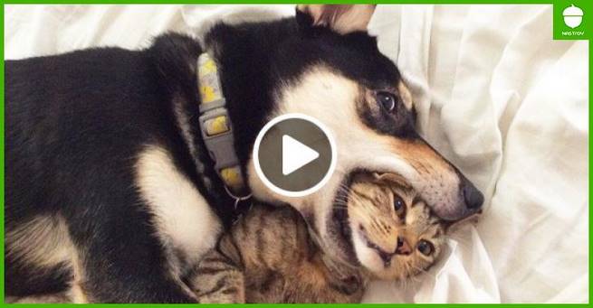 Кошки учатся жить с собаками
