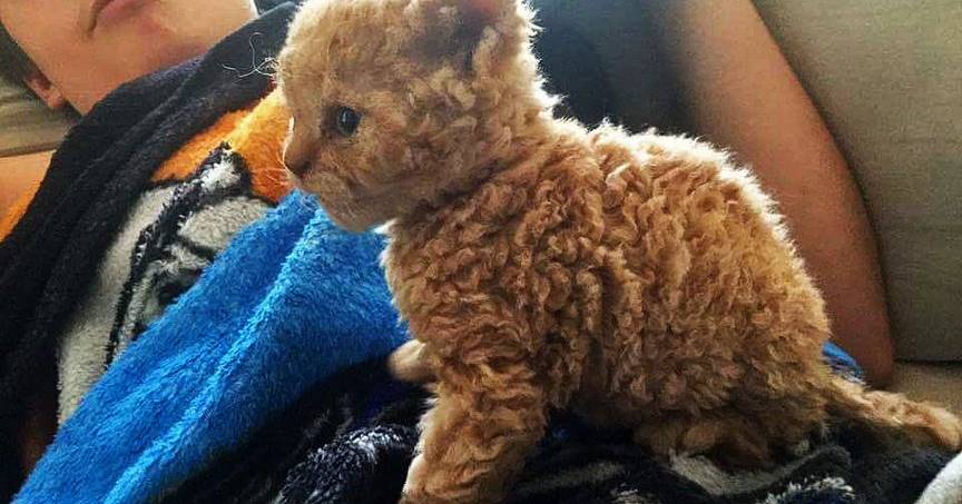 В сети появились фото необычных кудрявых котят и теперь весь интернет сходит по ним с ума