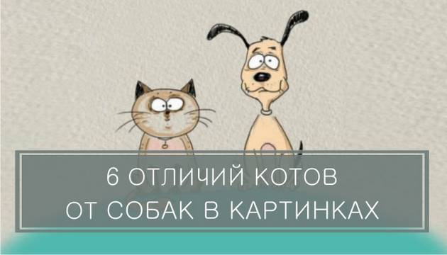 6 ОТЛИЧИЙ КОТОВ ОТ СОБАК В КАРТИНКАХ