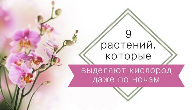 9 растений, которые выделяют кислород даже по ночам