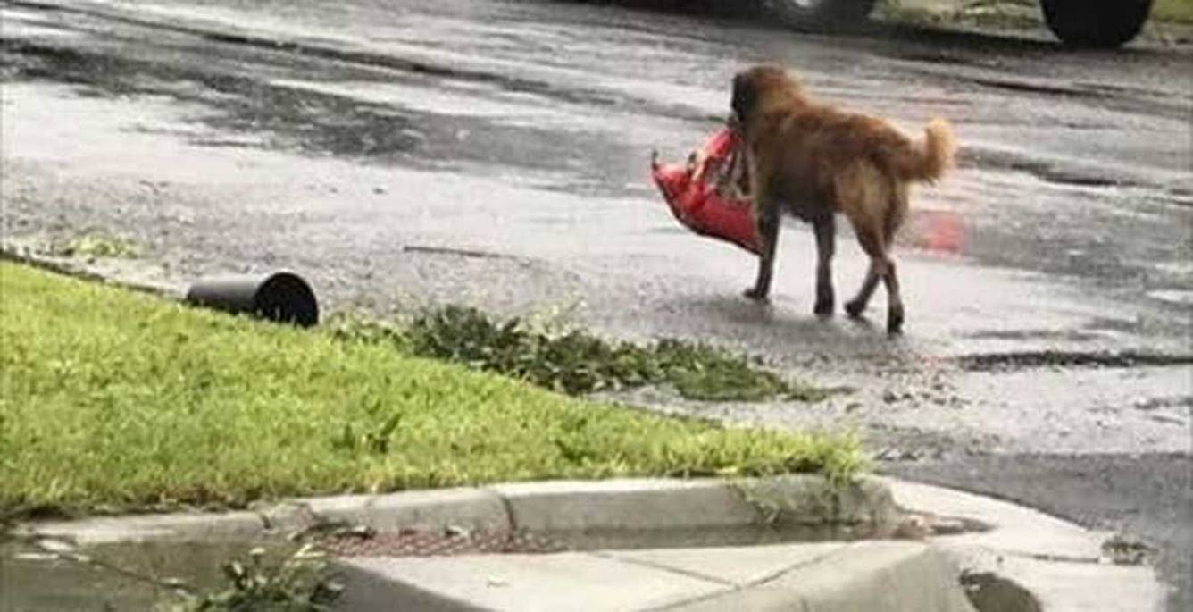 Когда начался ураган, этот пес собрал свою еду и эвакуировался. Сам! 