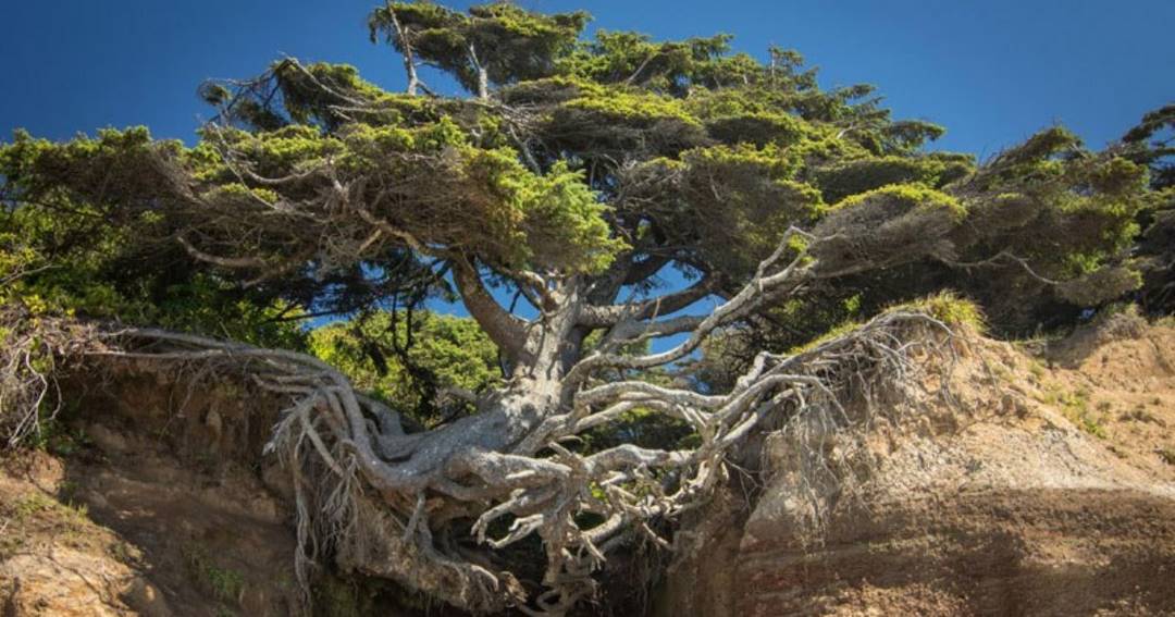 10 деревьев, которые отказались умирать и бьются за жизнь до конца