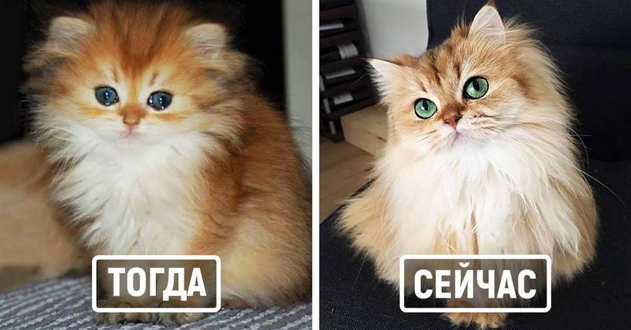 25 фотографий милейших котиков До и После того, как они повзрослели