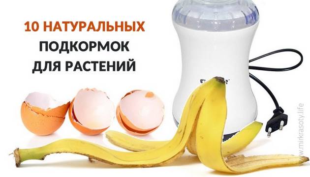 Лучшие натуральные подкормки для растений