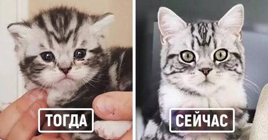 25 котов, которые решили воссоздать свои детские фотографии