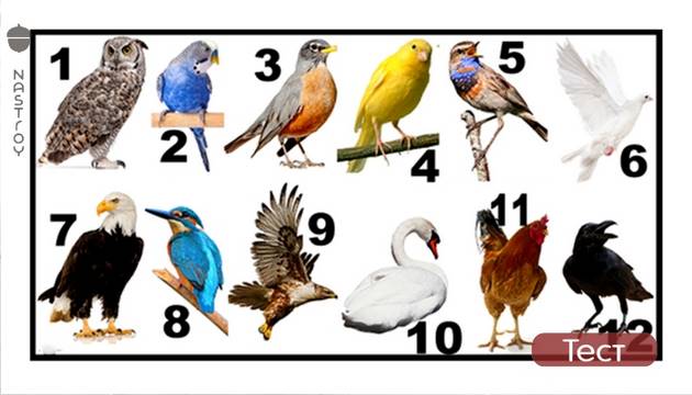 Какая птица   ваше второе «Я» по дате рождения? 