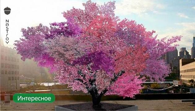 Дерево на котором растет 40 видов фруктов!