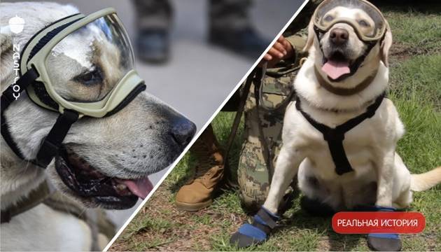Мексиканцы просят разместить образ собаки-спасателя Фриды на банкноте