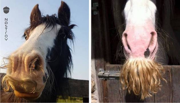 Оказывается, что и у лошадей бывают усы, и выглядит это неожиданно очаровательно