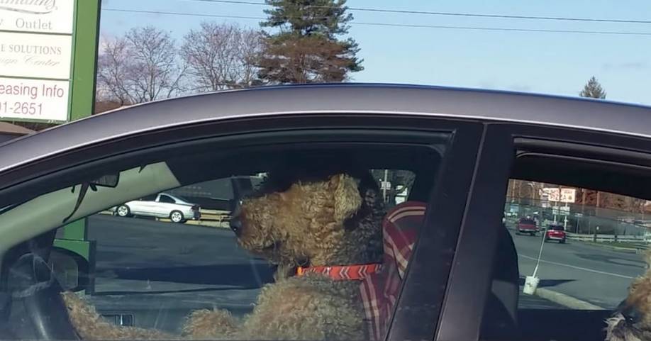 Пёс очень не хотел оставаться в машине и нашёл необычный способ привлечь внимание хозяина