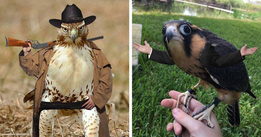 14 фото гибридов людей и птиц, которые вас одновременно озадачат и рассмешат