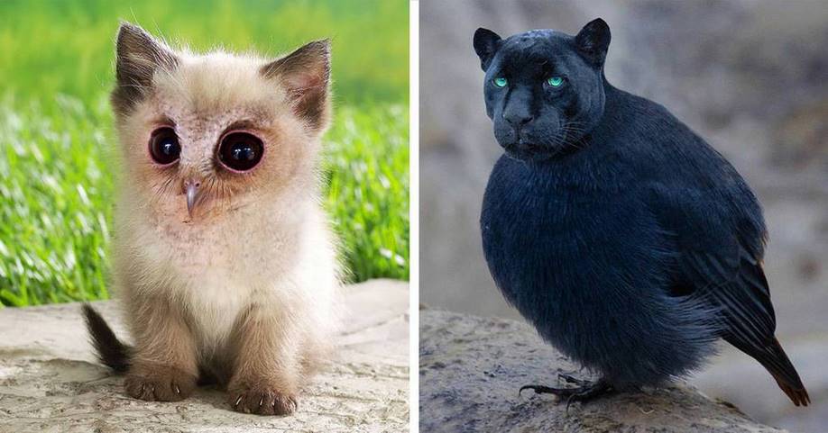 Эти удивительно симпатичные гибриды котов и птиц, созданные в фотошопе, сделают ваш день