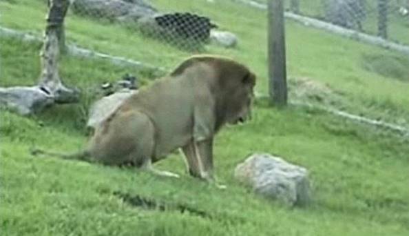 Этот лев 13 лет провел в цирке и ни разу не видел зеленую траву. Его реакция на нее трогает до слез