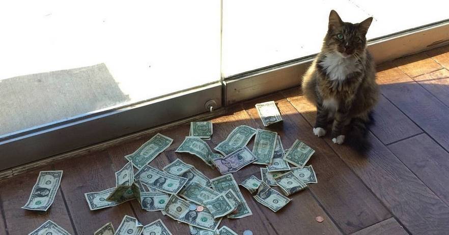 Этот котик собирает деньги на благотворительность невероятно весёлым способом
