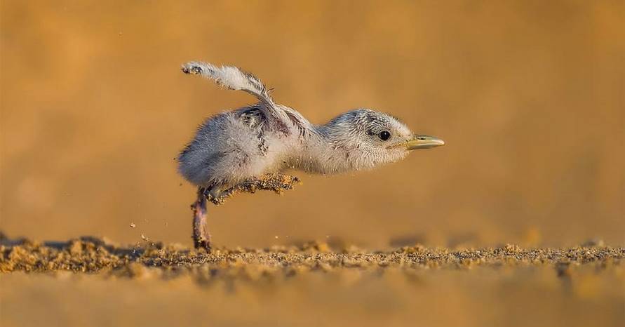 18 потрясающих снимков с конкурса фотографий птиц 2017 года, которые восхитят любого