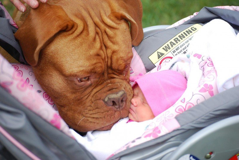 Что делают огромные огромные собаки с младенцами? Эта фотоподборка — лучший ответ! 