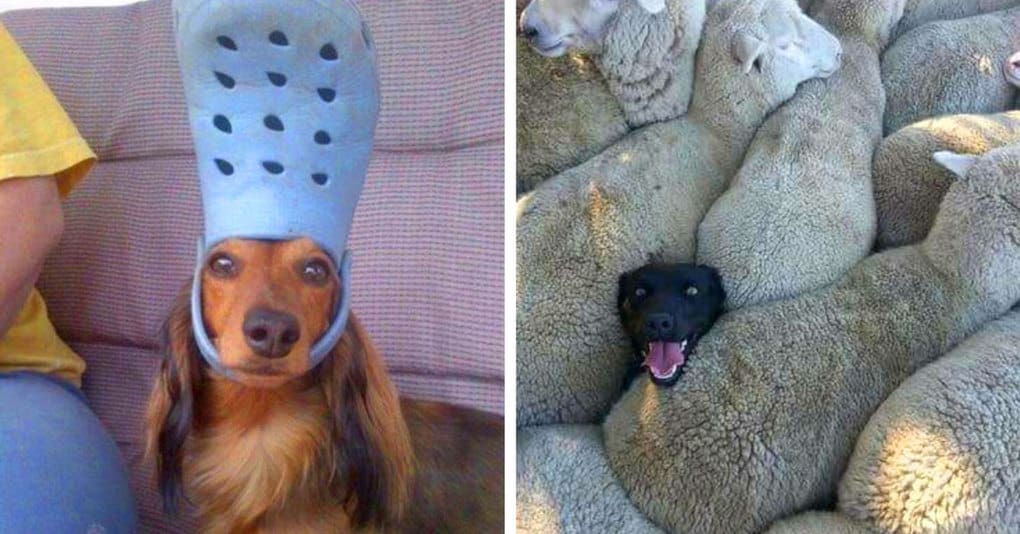 15 смешных псов, которые скрасят даже самый скверный день своими милыми выходками