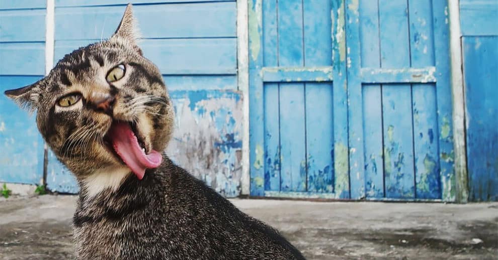 14 забавнейших фотографий животных, которые стали финалистами комедийного конкурса 2017 года
