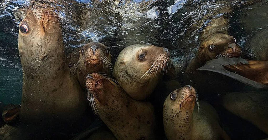 10 фотографий призёров престижного конкурса, которые раскрывают все тайны подводной жизни