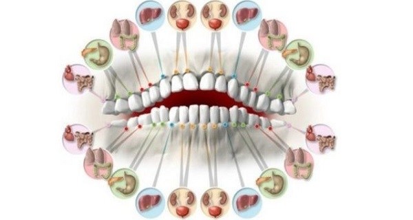 Каждый зуб связан с органом в вашем теле. Зубные повреждения предсказывают проблемы органов!