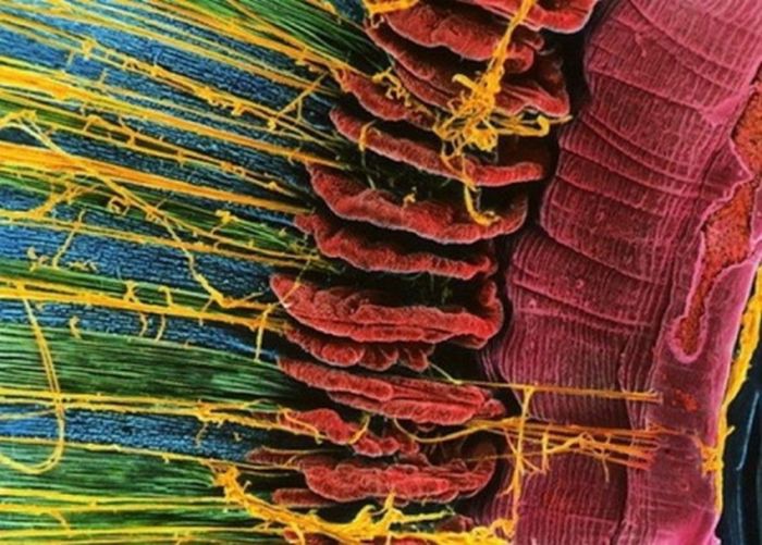 18 фото человеческих органов под микроскопом. Попробуй догадайся, что это!