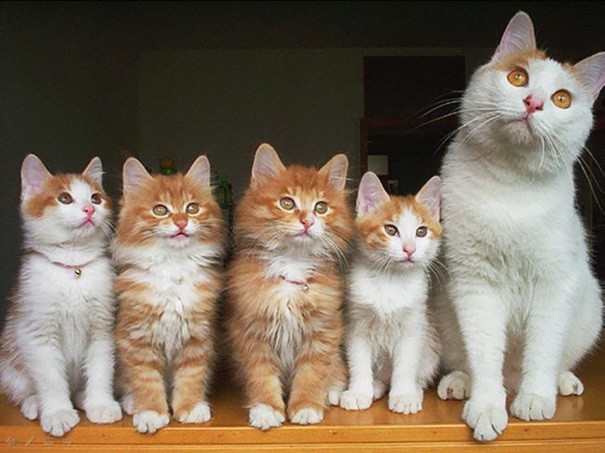 20 мамочек кошек, которые явно гордятся своими котятами