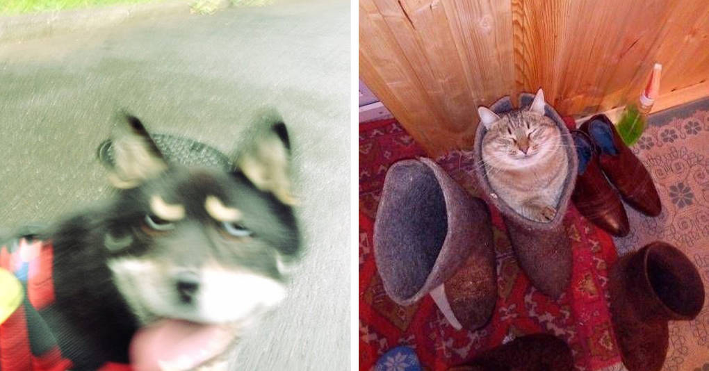 17 самых странных и смешных фотографий котиков и пёсиков, которыми их владельцы решили поделиться с Интернетом