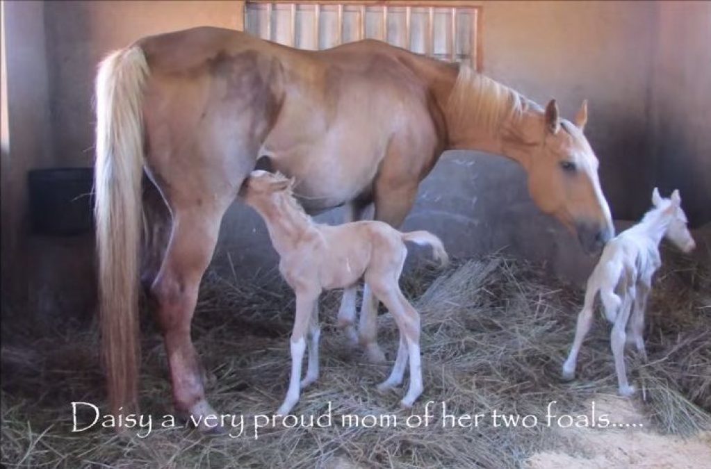 Лошадь смотрела на своего новорожденного жеребенка… Далее произошло то, что поразило всех сотрудников конюшни!