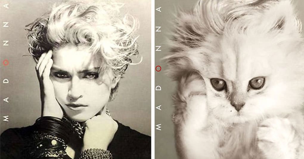 Художник изменил обложки знаменитых музыкальных альбомов, заменив людей на милых котят, и получилось лучше, чем оригинал