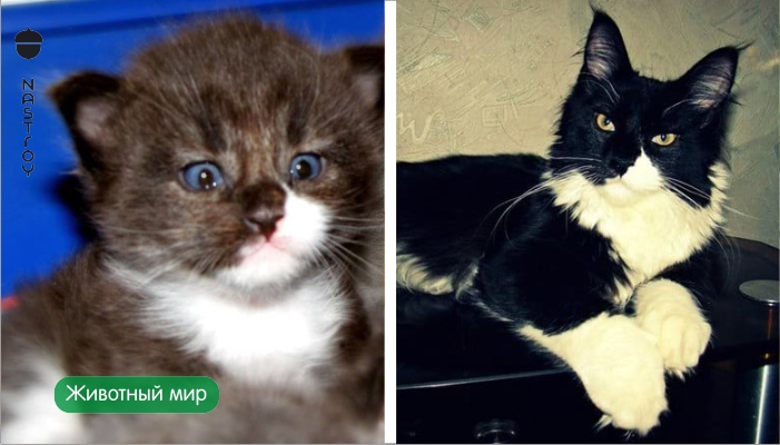 Они взяли крошечного котёнка мейн-куна и полюбуйтесь, каким он стал через год! 