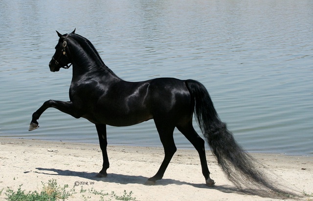 Топ 10 самых красивых лошадей на планете!