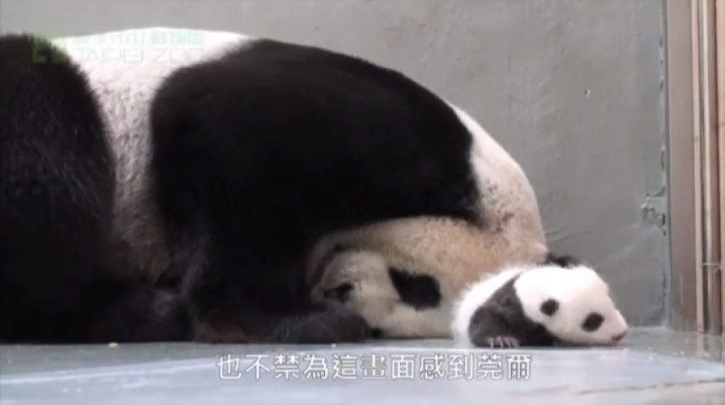 Мама-панда впервые видит своего малыша. Невероятно трогательное видео моментально разлетелось по интернету!