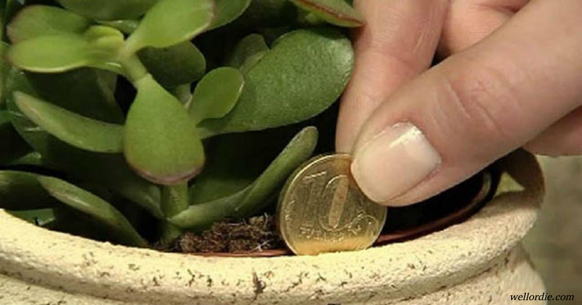 Вот 3 растения, которые принесут удачу и деньги, если будут у вас дома