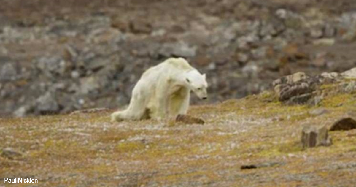 Это белый медведь в Арктике. Он умирает, потому что людям все равно