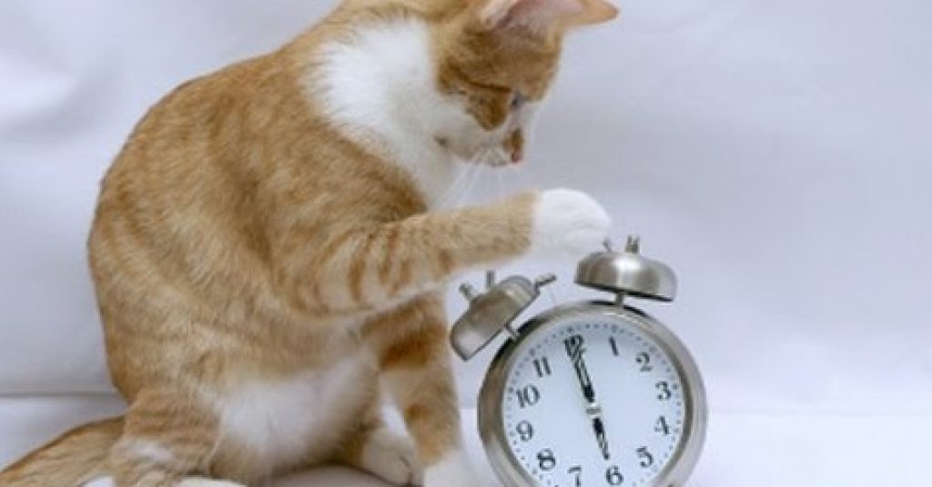 Этот кот ежедневно будит хозяина в 5 утра! Поразительная находчивость кота доведет хозяина до ручки!