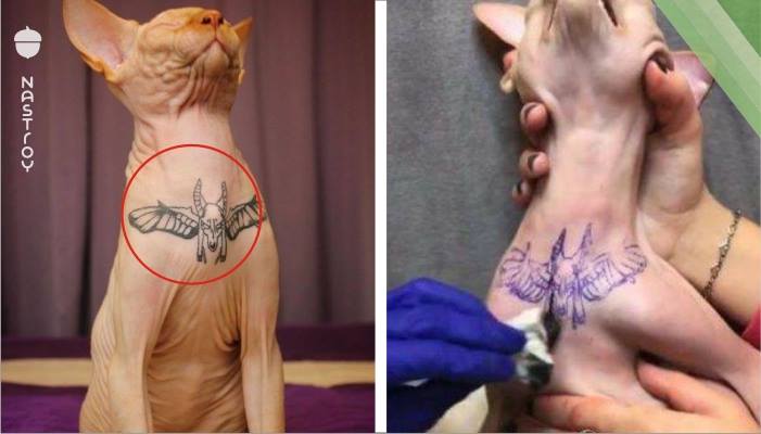 Гламурная дива сделала татуировку своему коту и спровоцировал волну негодования в соцсетях  
