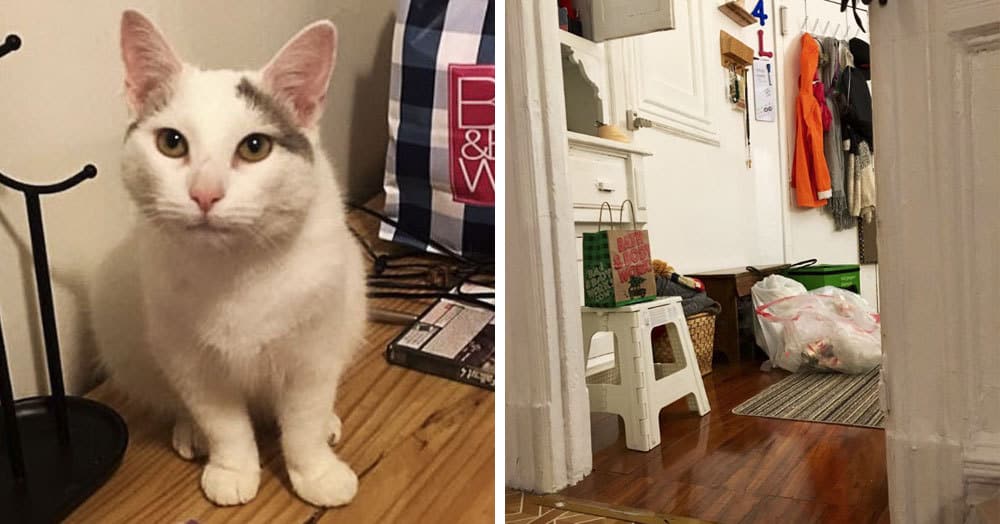 Девушка опубликовала фотографии своего кота Вареничка, но самого котика на них найти не так то и просто. Но вы попытайтесь