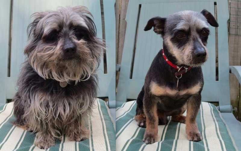 Забавные собаки до и после стрижки 